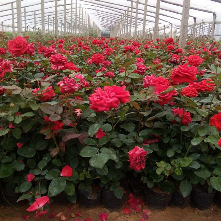 紅帽月季批發(fā) 青州鑫超花卉種植引領(lǐng)高成活率新篇章