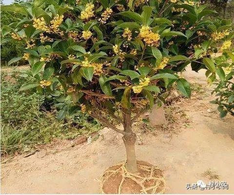 返鄉(xiāng)創(chuàng)業(yè)種植項(xiàng)目前景分析 野菜、花卉、花椒、藥材、果樹、蔬菜種植比較