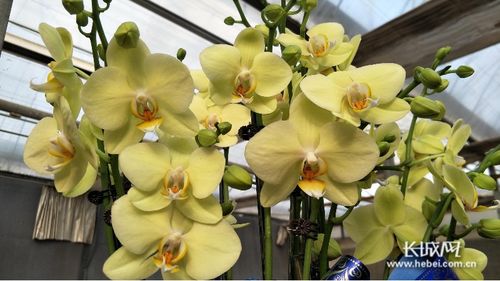 萬花爭艷迎新春 石家莊市2020年迎春花展暨十大花王爭霸賽頒獎(jiǎng)活動紀(jì)實(shí)