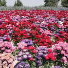 2019年花卉種子種苗價(jià)格趨勢與豆類種植市場觀察